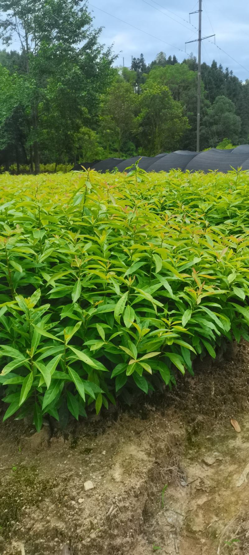 木荷容器苗供应，1-2年生木荷，大小规格齐全，海量供应