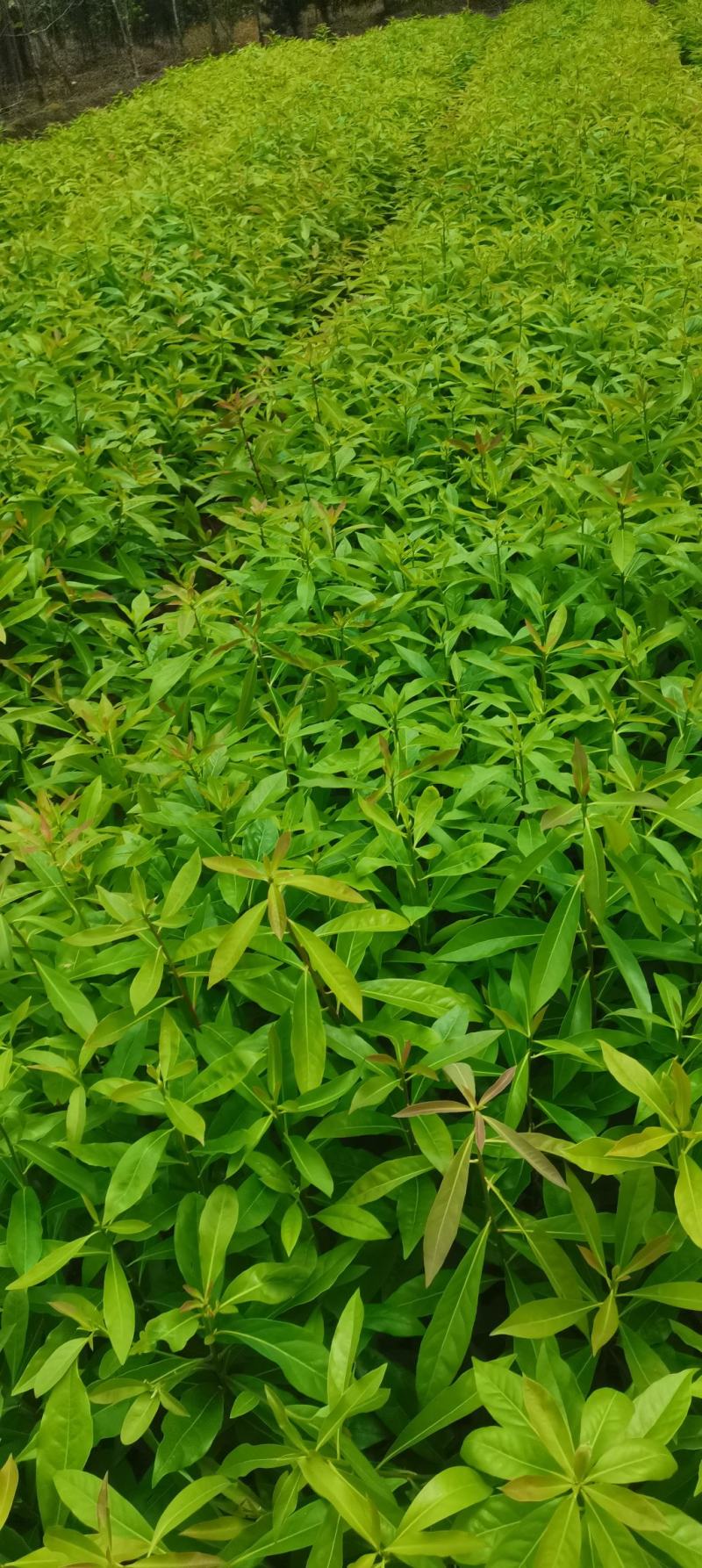 木荷容器苗供应，1-2年生木荷，大小规格齐全，海量供应