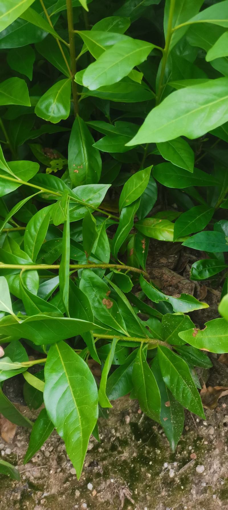 木荷容器苗供应，1-2年生木荷，大小规格齐全，海量供应