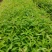 木荷容器苗供应，1-2年生木荷，大小规格齐全，海量供应