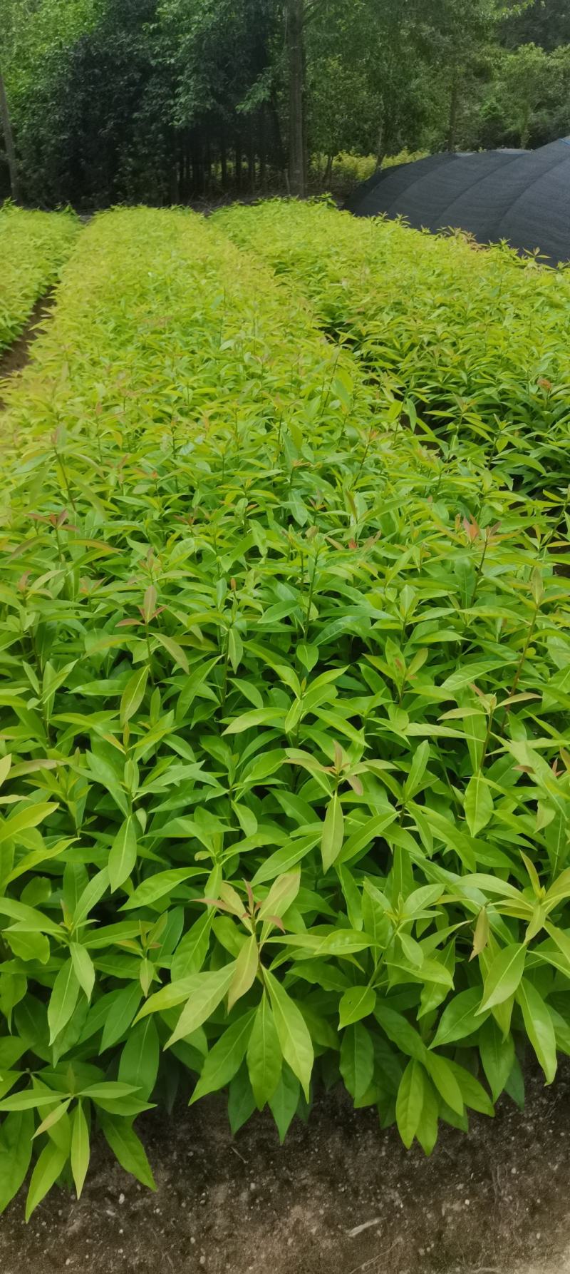 木荷容器苗供应，1-2年生木荷，大小规格齐全，海量供应