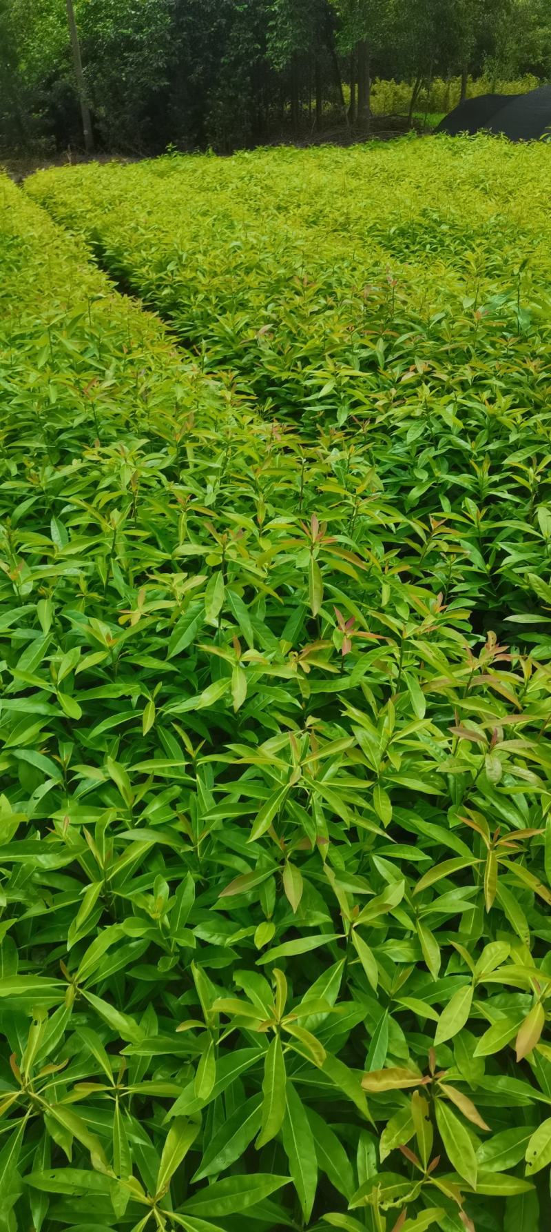 木荷容器苗供应，1-2年生木荷，大小规格齐全，海量供应