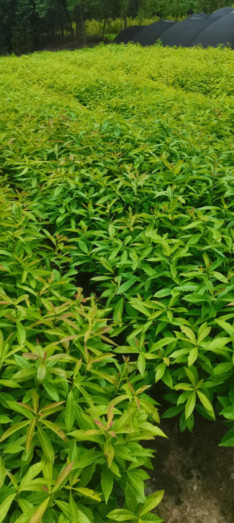 木荷容器苗供应，1-2年生木荷，大小规格齐全，海量供应