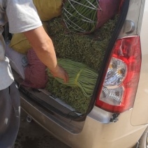 精品豆角
