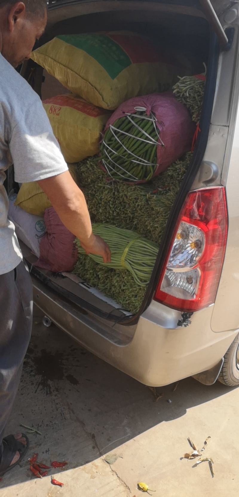 精品豆角