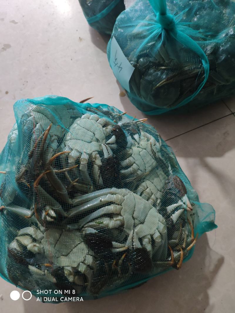 出售各种规格的母蟹和公蟹