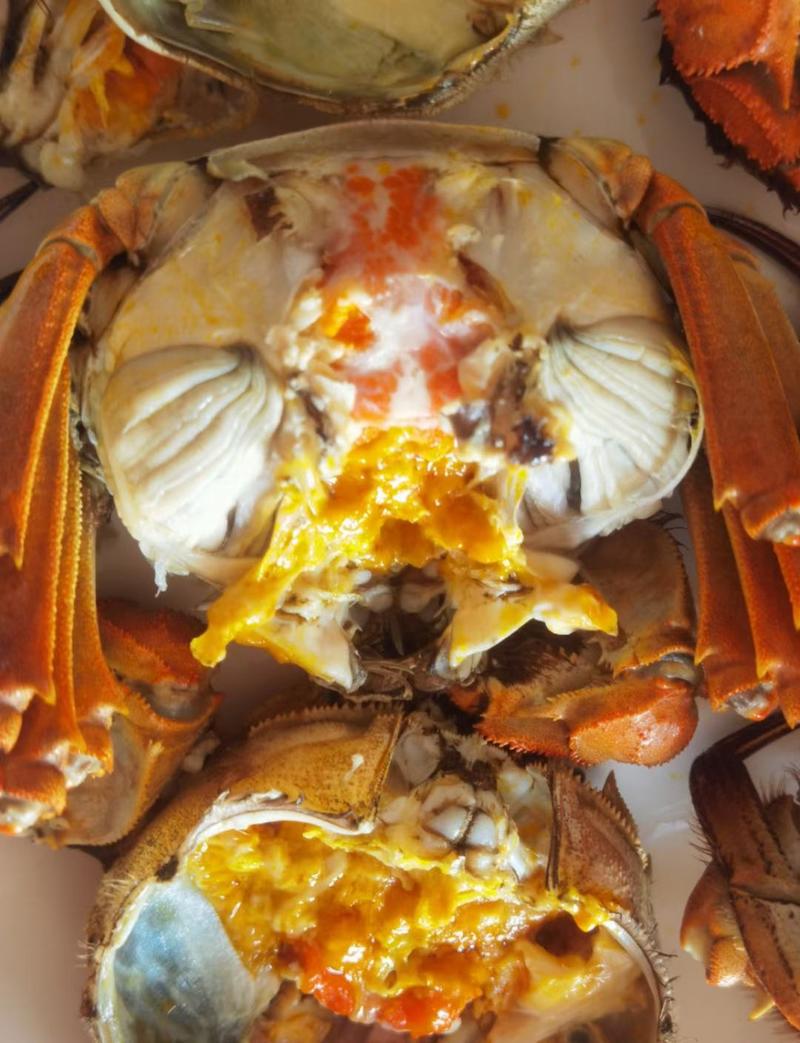 【精品49规格】固城湖螃蟹，鲜中带甜，肉质丰满，黄满膏肥