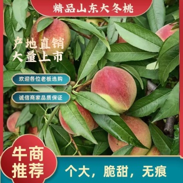 《精品冬桃》山东冬桃平邑冬桃已大量上市了，口感脆甜，耐长