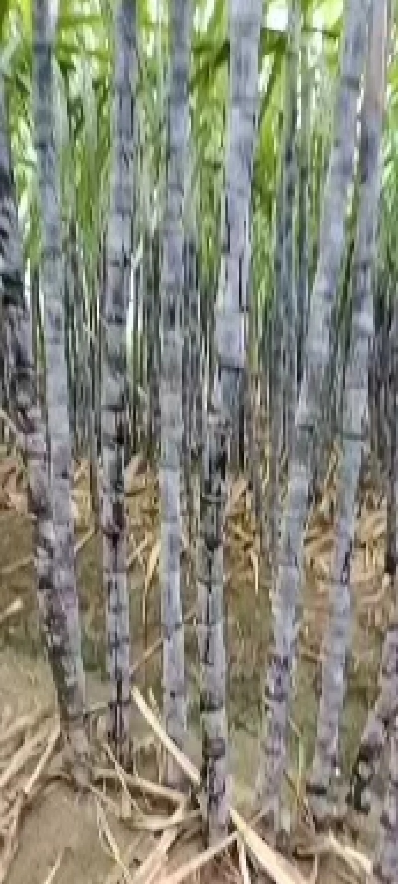 【甘蔗】精品广西黑皮甘蔗大量上市可去尾数量不多欢迎采购