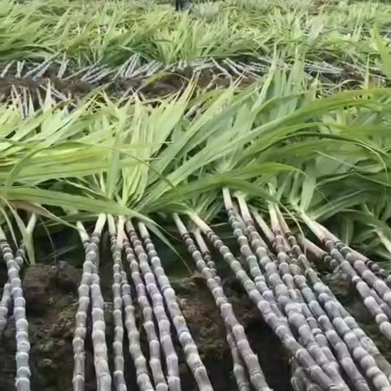【甘蔗】精品广西黑皮甘蔗大量上市可去尾数量不多欢迎采购
