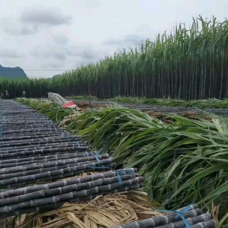 【甘蔗】精品广西黑皮甘蔗大量上市可去尾数量不多欢迎采购