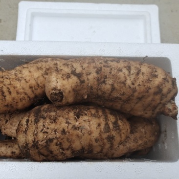 红杆天麻，正宗的贵州省毕节市大方县红杆天麻。
