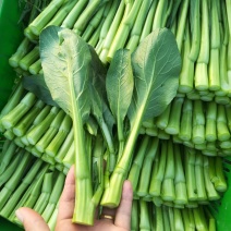 精品菜心