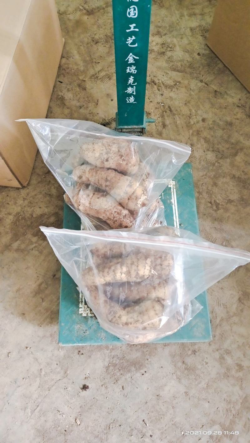 红杆天麻，正宗的贵州省毕节市大方县红杆天麻。