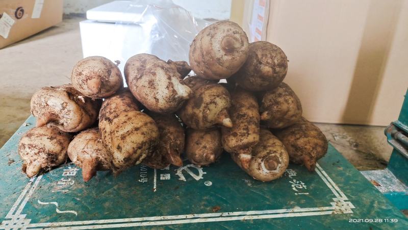 红杆天麻，正宗的贵州省毕节市大方县红杆天麻。