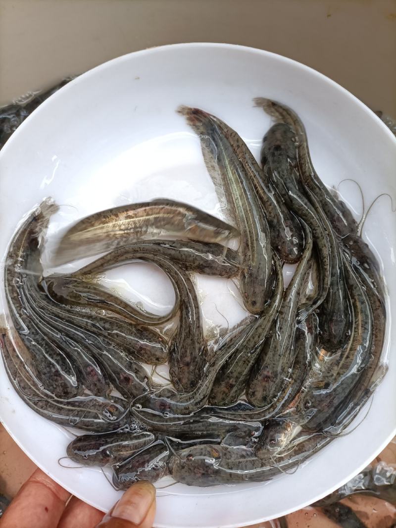 【鲶鱼苗】优质杂交大口鲶鱼苗、南方大口鲶鱼苗，苗场直供
