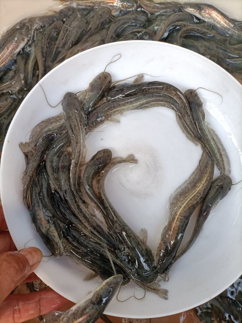 【鲶鱼苗】优质杂交大口鲶鱼苗、南方大口鲶鱼苗，苗场直供