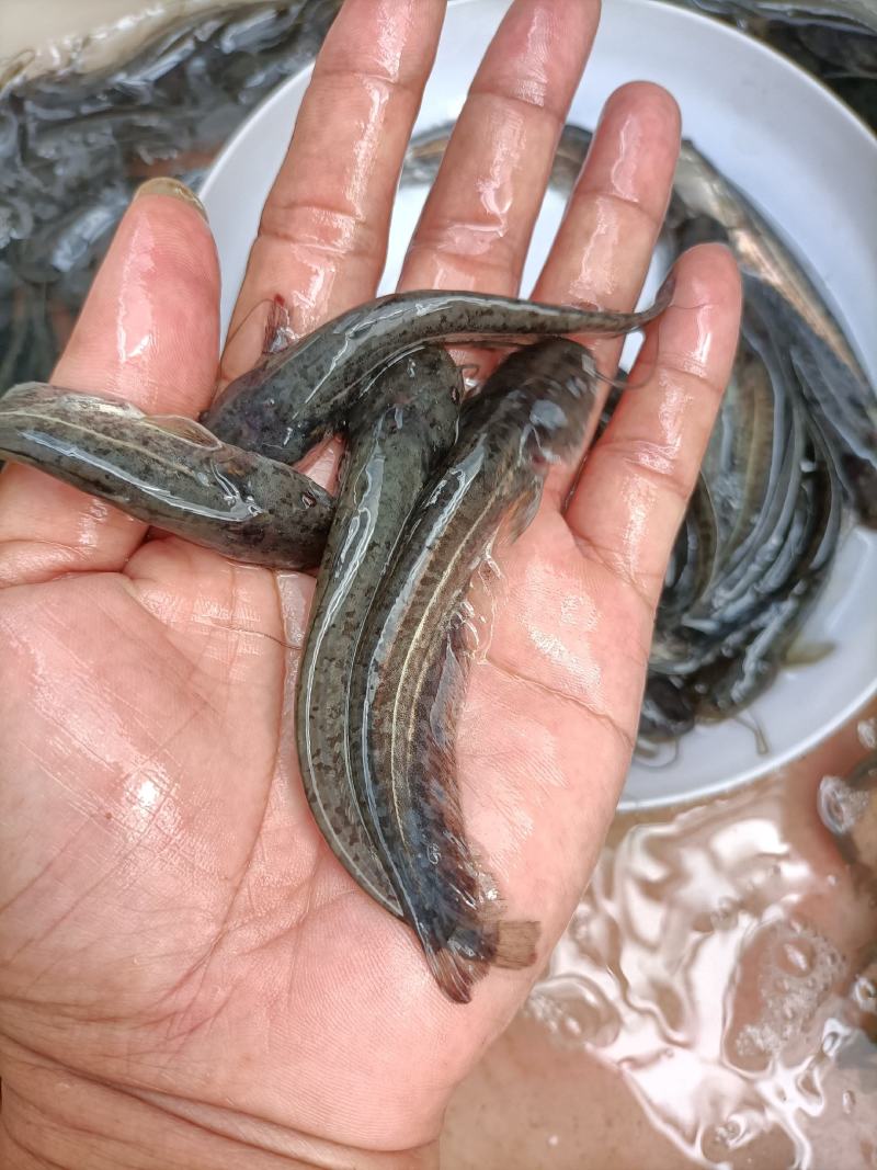 【鲶鱼苗】优质杂交大口鲶鱼苗、南方大口鲶鱼苗，苗场直供