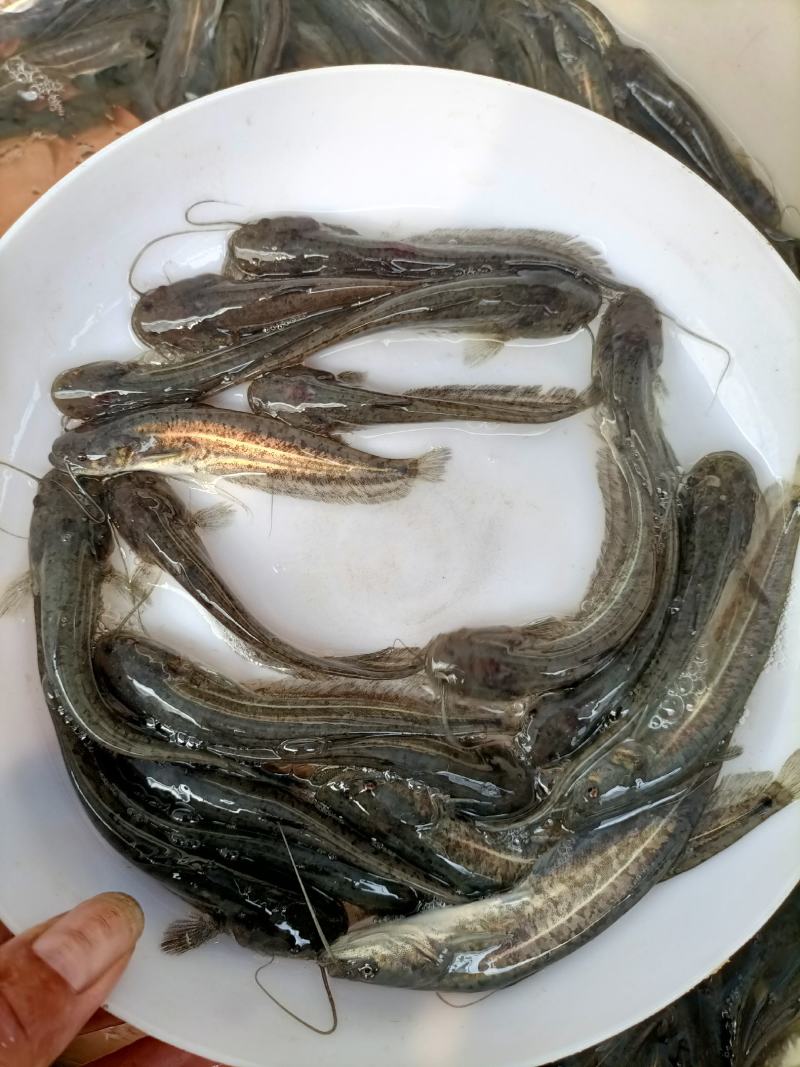 【鲶鱼苗】优质杂交大口鲶鱼苗、南方大口鲶鱼苗，苗场直供