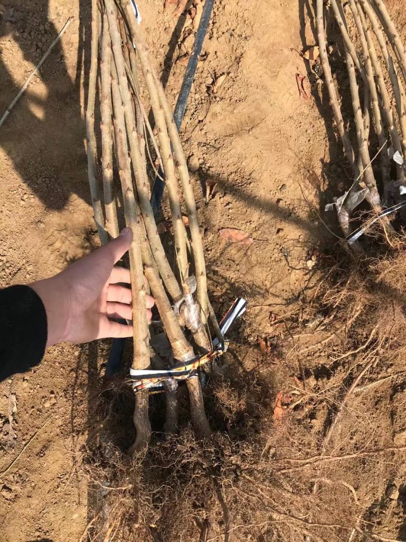 2年樱桃苗美早火箭辉煌太平洋红弗里斯科塔玛拉