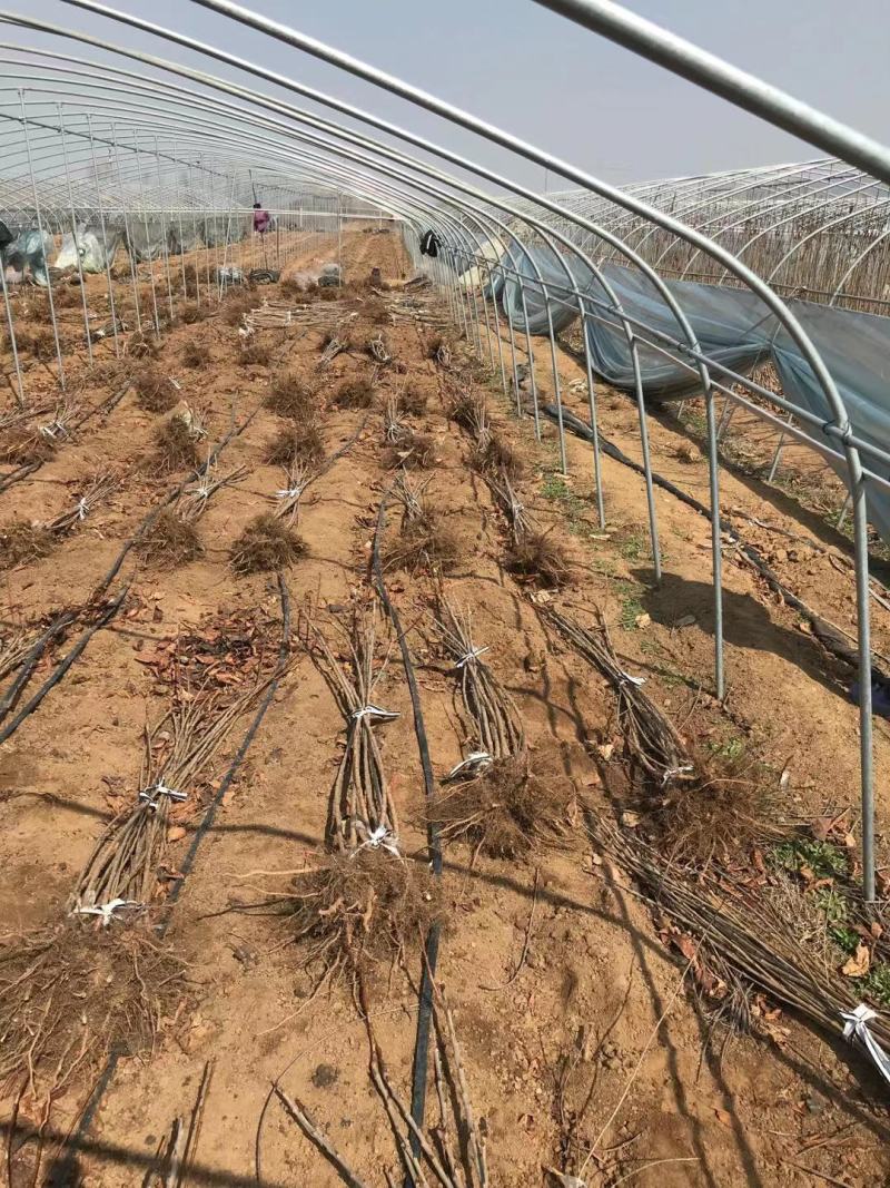 2年樱桃苗美早火箭辉煌太平洋红弗里斯科塔玛拉