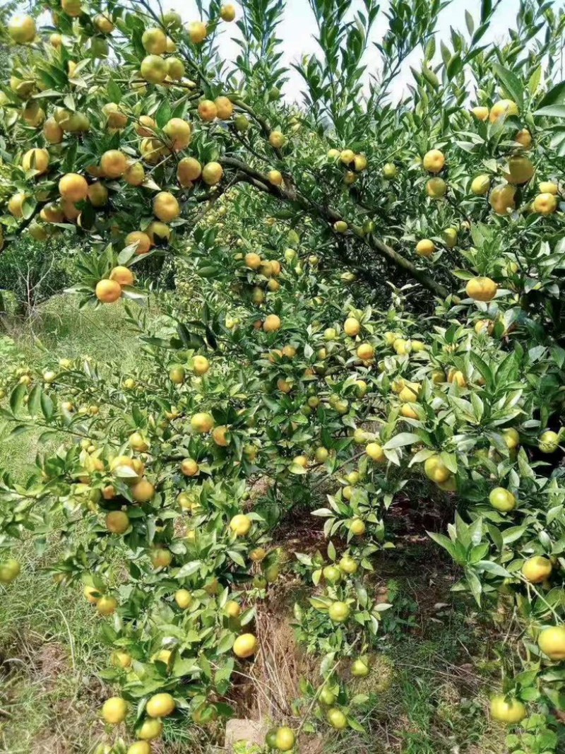 湖南普早蜜橘国庆一号蜜橘已经大量上市，果园基地直供