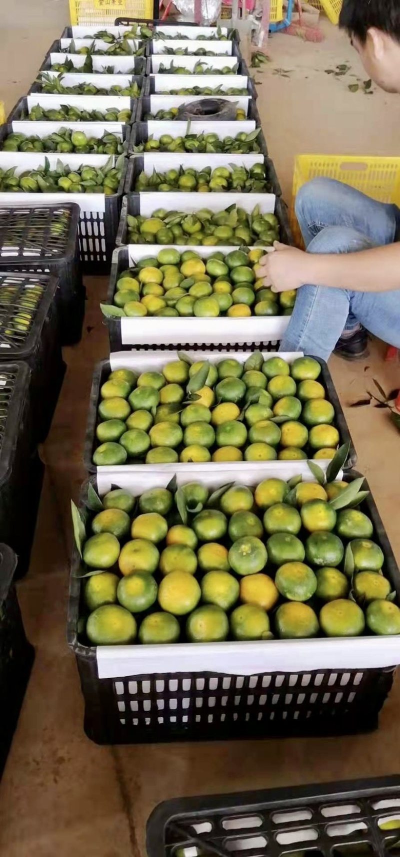 湖南普早蜜橘国庆一号蜜橘已经大量上市，果园基地直供