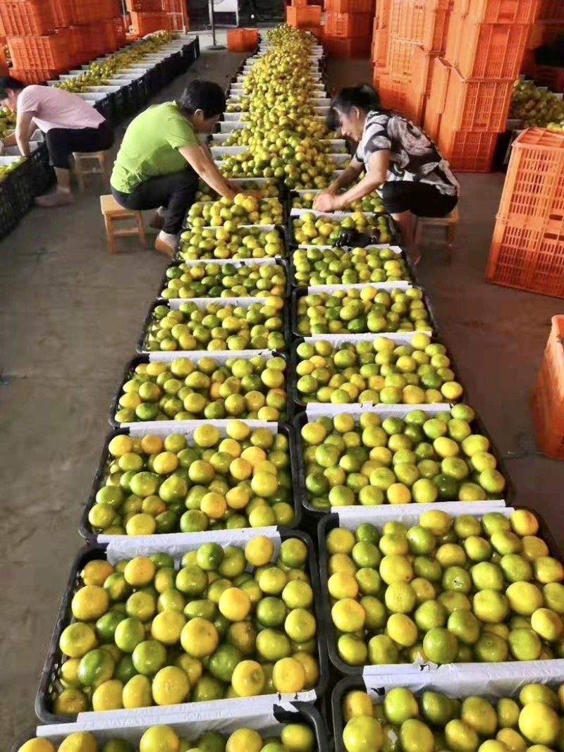 湖南普早蜜橘国庆一号蜜橘已经大量上市，果园基地直供