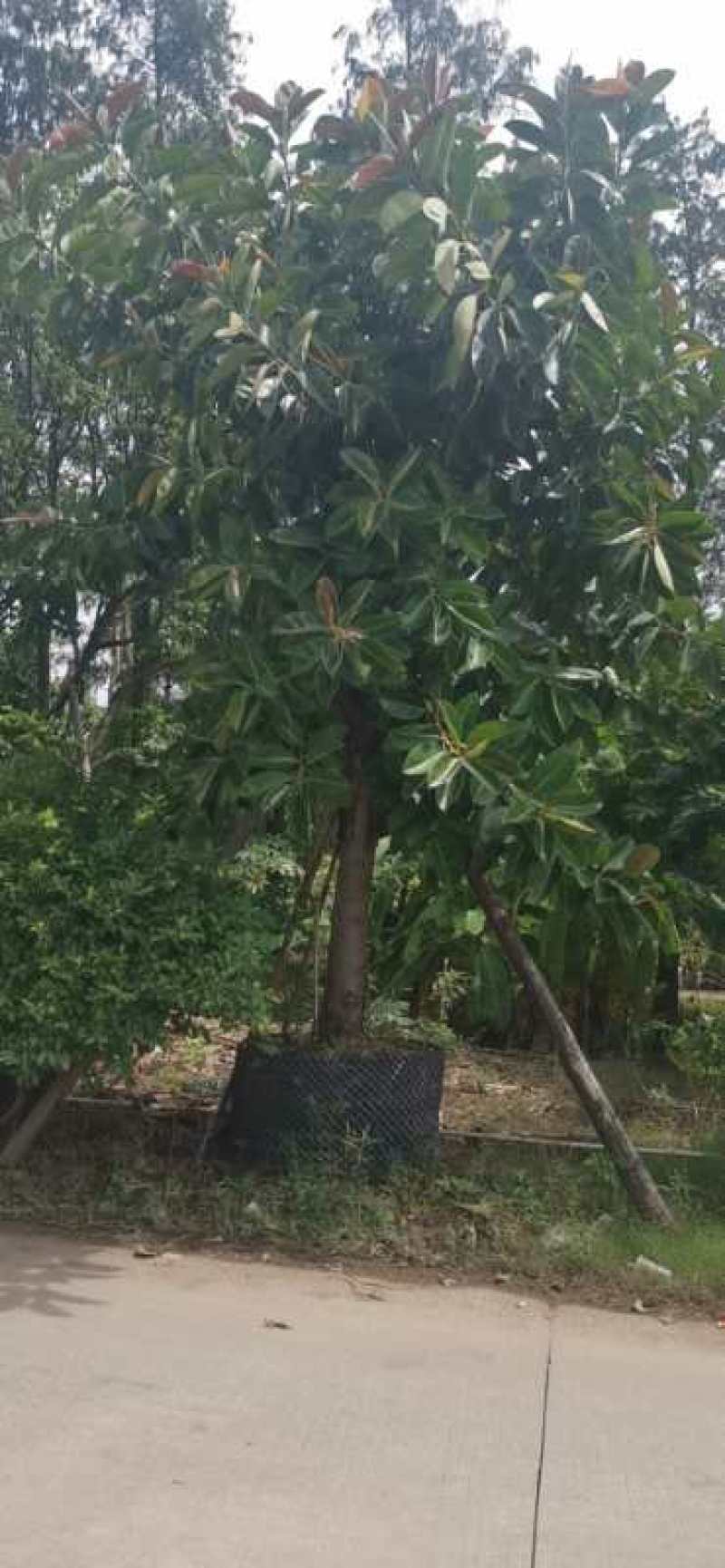 橡胶榕，产地直销20-25分精品橡胶榕！