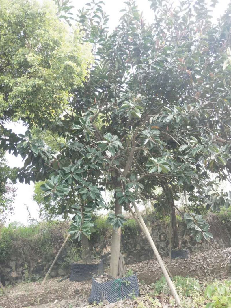橡胶榕，产地直销20-25分精品橡胶榕！