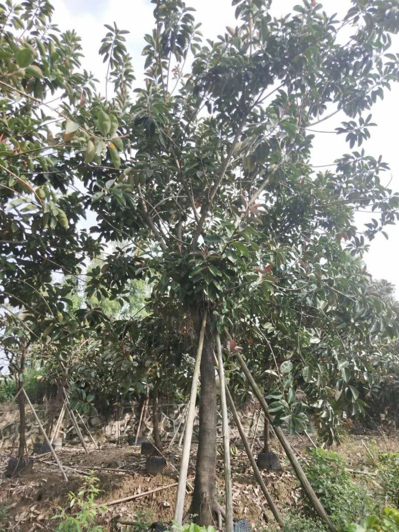 橡胶榕，产地直销20-25分精品橡胶榕！