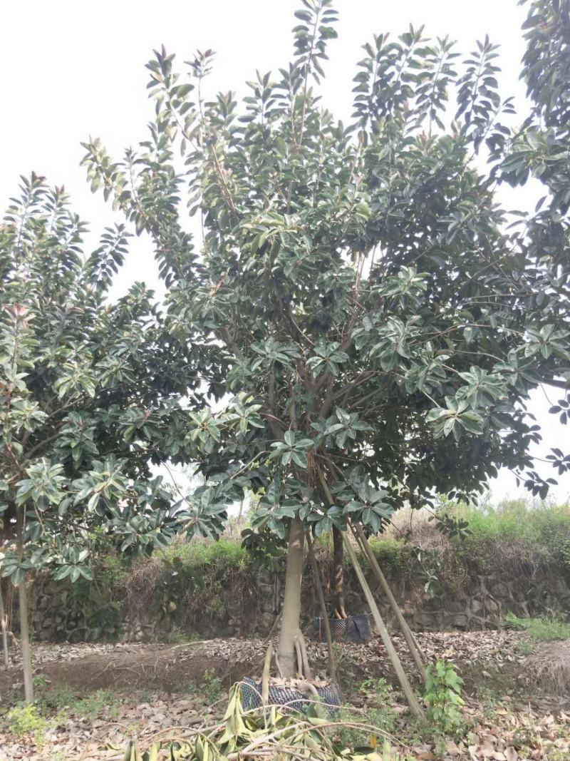 橡胶榕，产地直销20-25分精品橡胶榕！