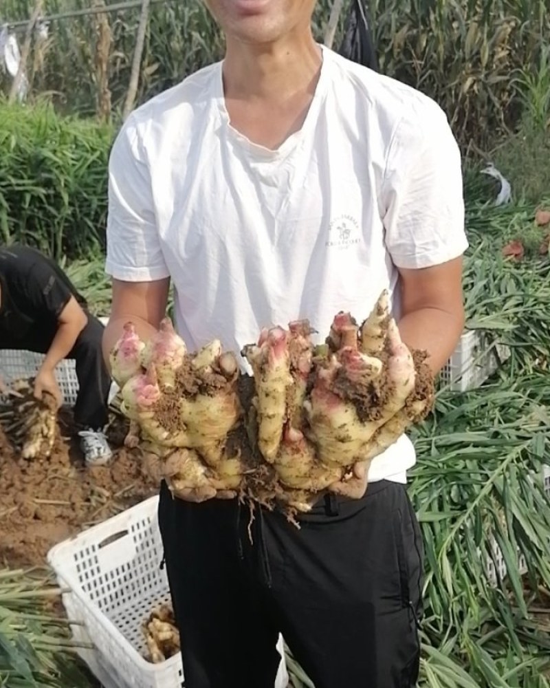 行唐万亩大姜