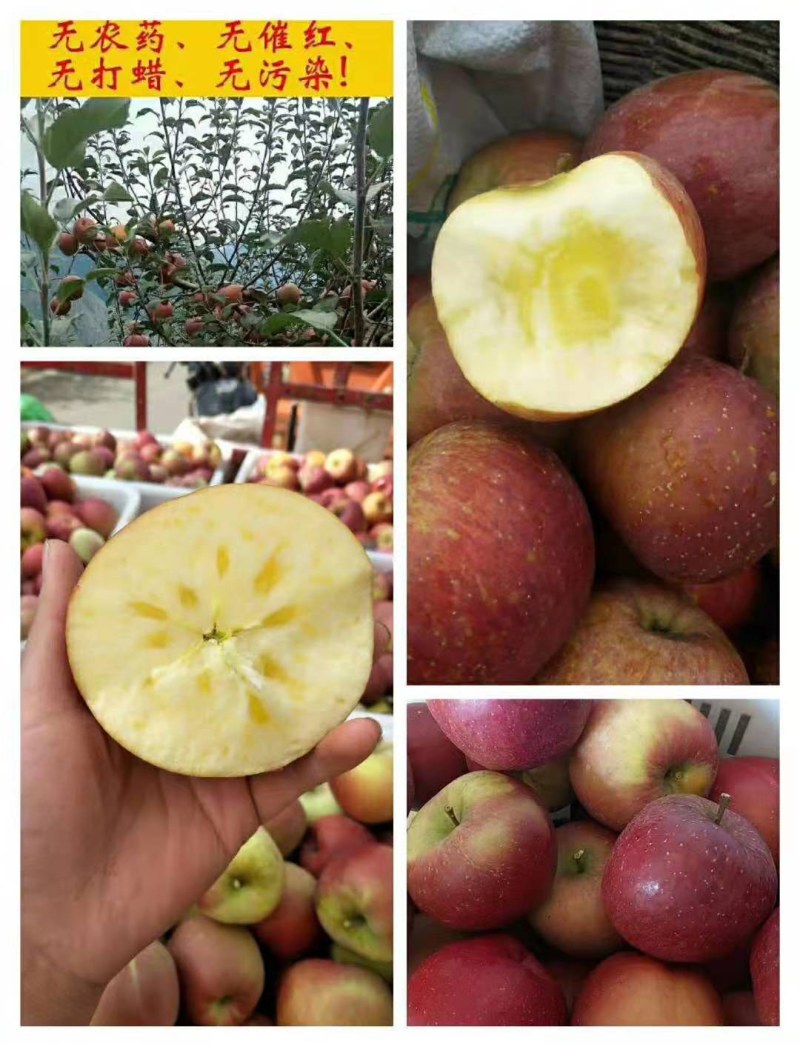 红富士苹果糖心苹线红大量上市