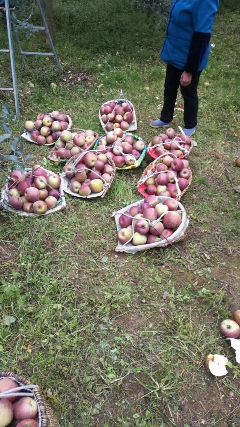 红富士苹果糖心苹线红大量上市