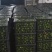 湖北宜昌国庆一号蜜橘