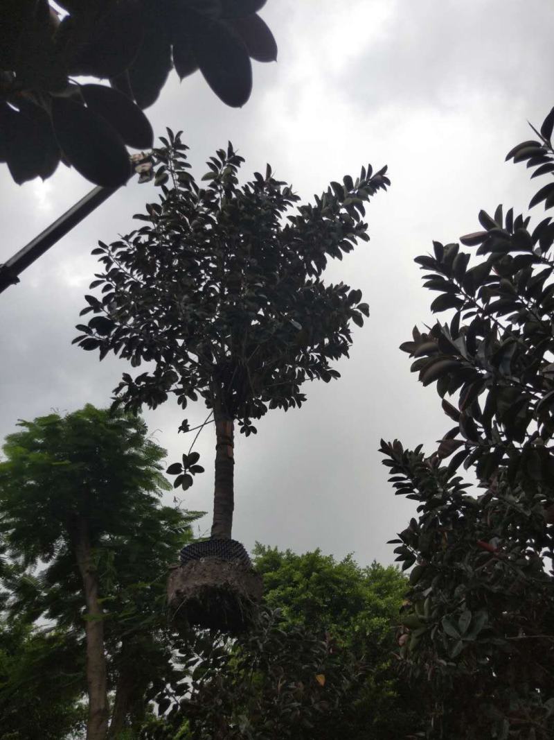 橡胶榕/橡胶树，产地直销12-15分精品橡胶榕！