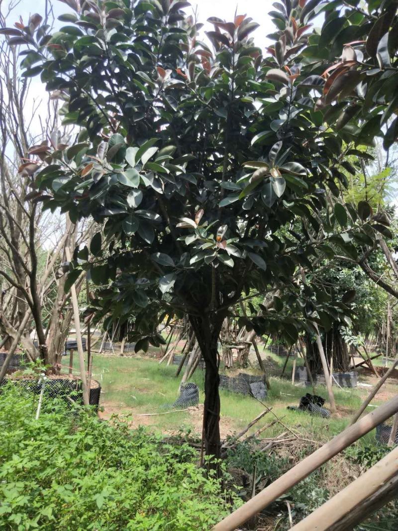 橡胶榕/橡胶树，产地直销12-15分精品橡胶榕！