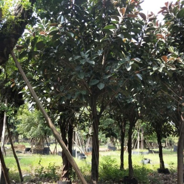 橡胶榕/橡胶树，产地直销12-15分精品橡胶榕！