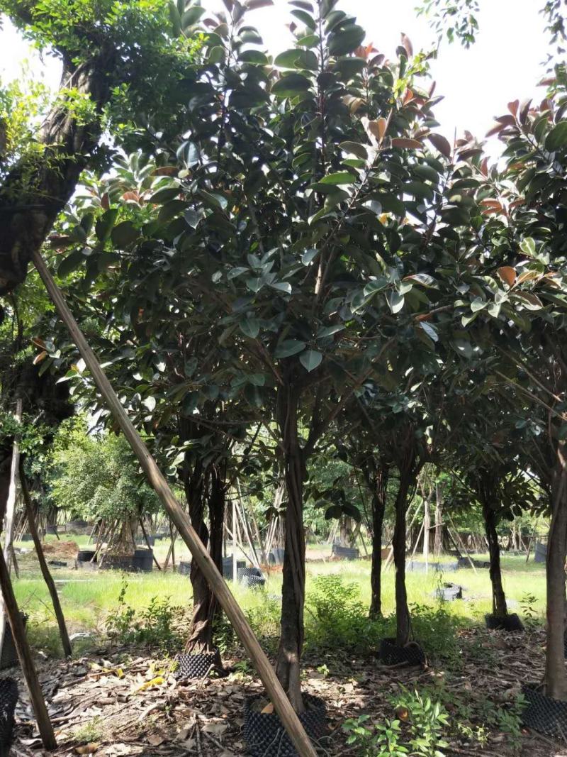 橡胶榕/橡胶树，产地直销12-15分精品橡胶榕！