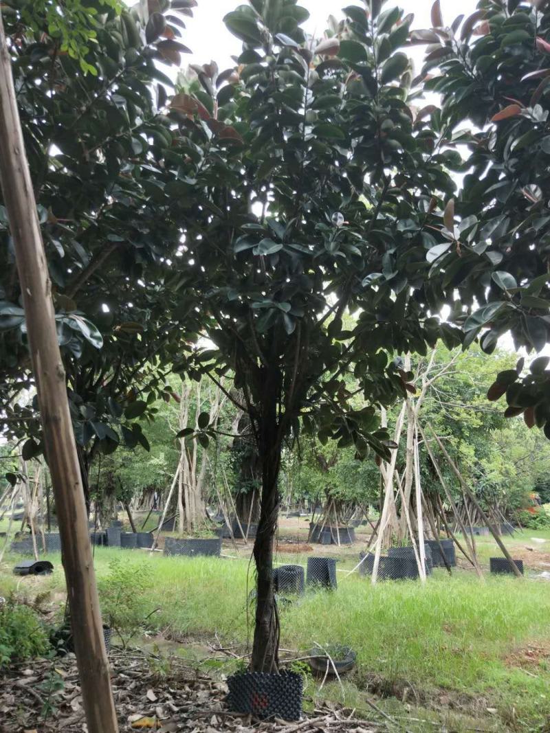 橡胶榕/橡胶树，产地直销12-15分精品橡胶榕！