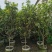 桂花，低价供应H150-250cm桂花树袋苗