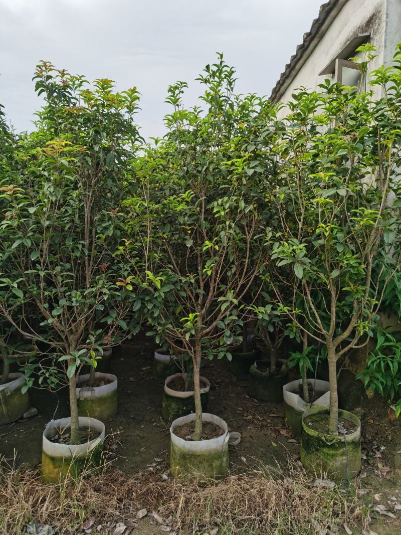 桂花，低价供应H150-250cm桂花树袋苗