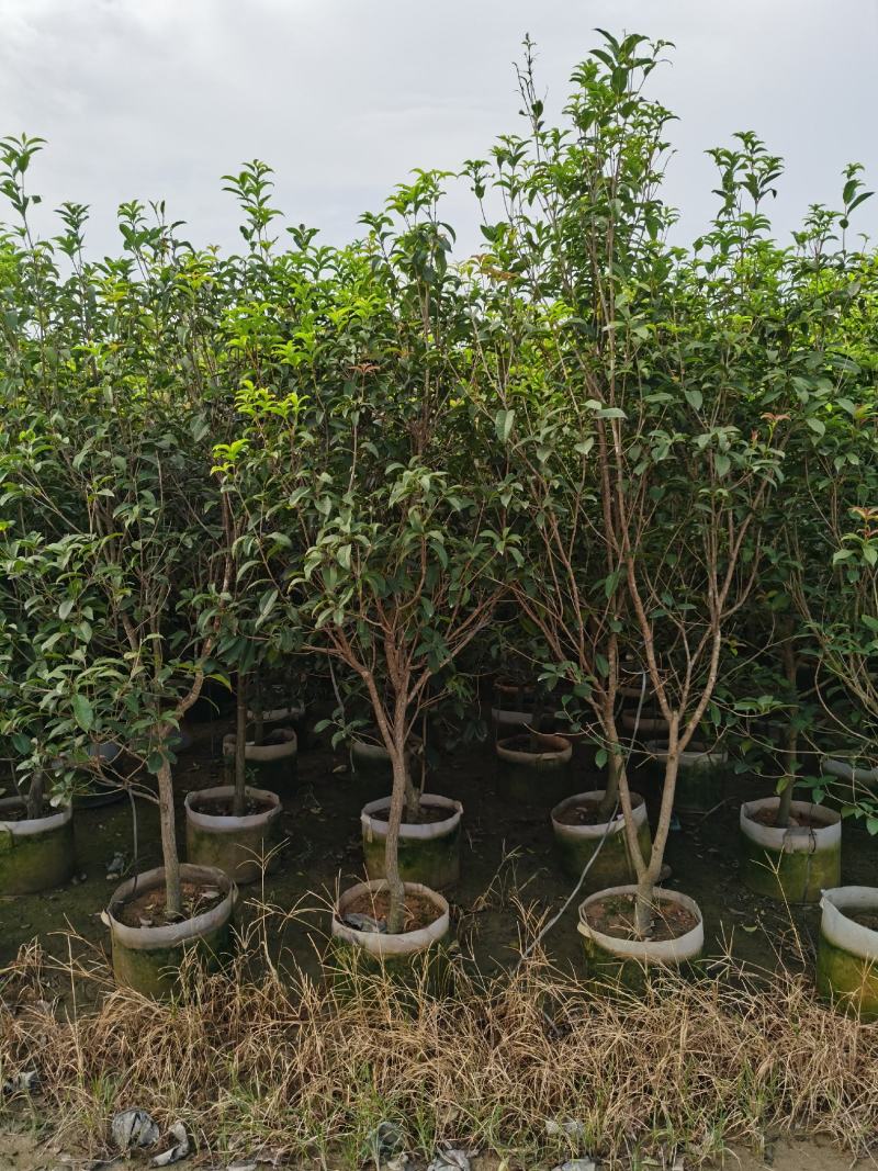 桂花，低价供应H150-250cm桂花树袋苗