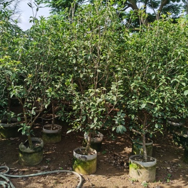 桂花，低价供应H150-250cm桂花树袋苗
