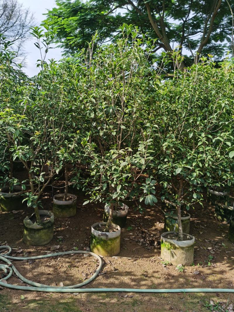 桂花，低价供应H150-250cm桂花树袋苗