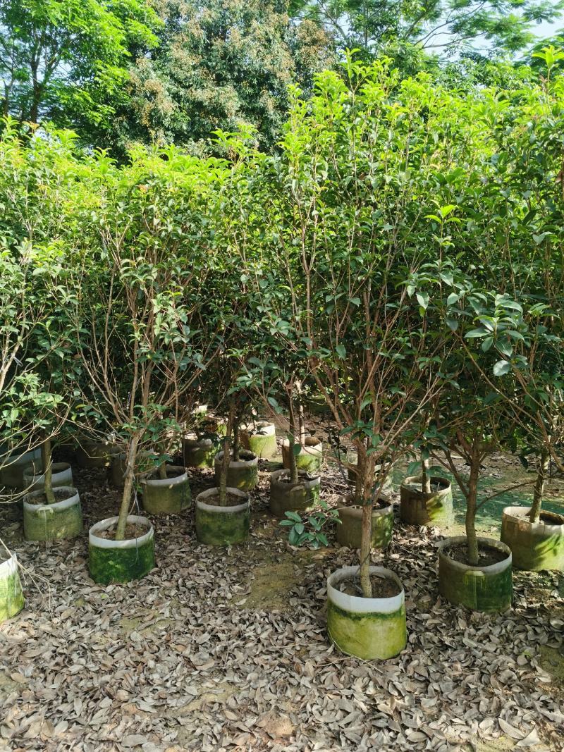 桂花，低价供应H150-250cm桂花树袋苗