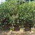 桂花，低价供应H150-250cm桂花树袋苗
