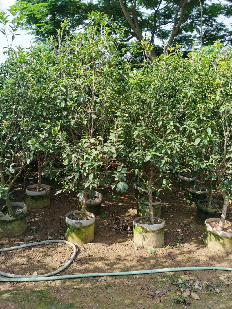 桂花，低价供应H150-250cm桂花树袋苗