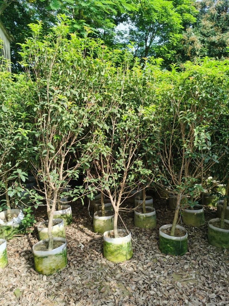 桂花，低价供应H150-250cm桂花树袋苗